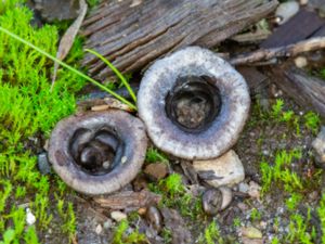 Cyathus olla - Field Bird's Nest - Blygrå brödkorgssvamp