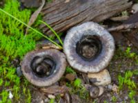 Cyathus olla Lokstallarna, Malmö, Skåne, Sweden 20231121_0038