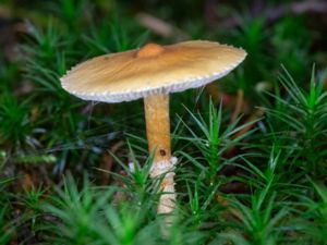 Cystoderma amianthinum - Saffron Parasol - Ockragul grynskivling