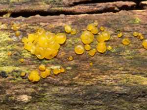 Dacrymyces lacrymalis - Rynkplätt