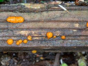 Dacrymyces stillatus - Vedplätt