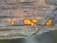 Dacrymyces stillatus Lokstallarna, Malmö, Skåne, Sweden 20231121_0011