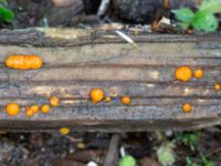 Dacrymyces stillatus Lokstallarna, Malmö, Skåne, Sweden 20231121_0045