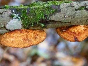 Daedaleopsis confragosa - Blushing Bracket - Tegelticka