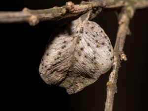 Dothiorella candollei