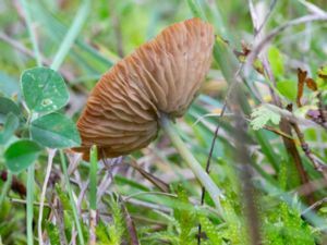 Entoloma incanum - Mousepee Pinkgill Mushroom - Grönnopping