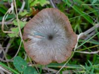 Entoloma incanum NV Ridhuset, Klagshamns udde, Malmö, Skåne, Sweden 20231010_0044