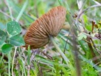 Entoloma incanum NV Ridhuset, Klagshamns udde, Malmö, Skåne, Sweden 20231010_0045