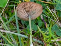 Entoloma incanum NV Ridhuset, Klagshamns udde, Malmö, Skåne, Sweden 20231010_0048