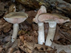 Entoloma lividoalbum - Lundrödling