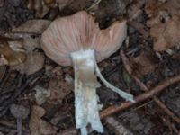 Entoloma lividoalbum Bulltoftaparken, Malmö, Skåne, Sweden 20230729_0049