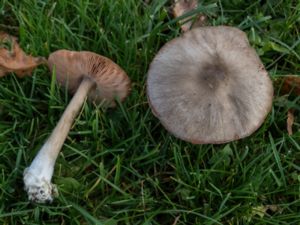 Entoloma sericeum - Silkesrödhätting