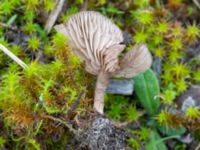 Entoloma sericeum Valenciagatan, Malmö, Skåne, Sweden 20241028_0025