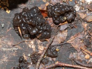 Exidia gladulosa - Black Witches' Butter - Vårtkrös