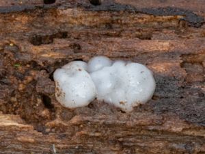 Exidia nucleata - Crystal Brain Fungus - Kärnkrös