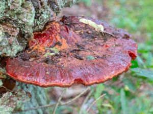 Fistulina hepatica - Beefsteak fungus - Oxtungssvamp