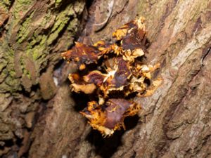 Flammulina elastica