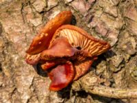 Flammulina velutipes Eket, Toarp, Malmö, Skåne, Sweden 20230319_0130