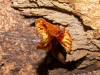 Flammulina velutipes Hammars park, Malmö, Skåne, Sweden 20230210_0007