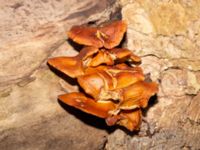 Flammulina velutipes Hammars park, Malmö, Skåne, Sweden 20230210_0013