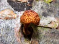 Flammulina velutipes Husie mosse, Malmö, Skåne, Sweden 20230222_0028