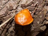 Flammulina velutipes Lokstallarna, Malmö, Skåne, Sweden 20230206_0012