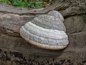 Fomes fomentarius - Tinder Fungus - Fnöskticka