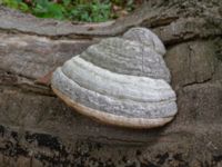 Fomes fomentarius Östra kyrkogården, Malmö, Skåne, Sweden 20230801_0071