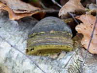 Fomes fomentarius Lillesjövägen 1.0 km E Östad, Bromölla, Skåne, Sweden 20180408_0182