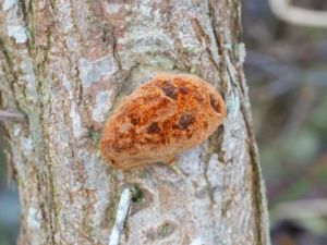 Fomitiporia hippophaeicola - Havtornsticka