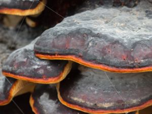 Fomitopsis pinicola - Red-Belt Conk - Klibbticka