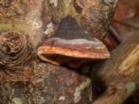 Fomitopsis pinicola Bulltoftaparken, Malmö, Skåne, Sweden 20230222_0012