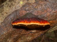 Fomitopsis pinicola Husie alkärr, Malmö, Skåne, Sweden 20240324_0033