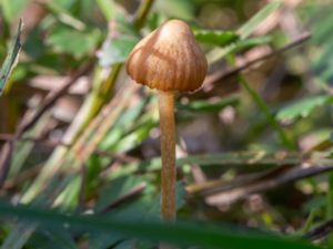 Galerina clavata - Ribbed Bell - Blekfotad hätting