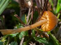 Galerina clavata Fuktängen, Klagshamns udde, Malmö, Skåne, Sweden 20231010_0028