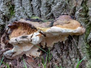 Ganoderma adspersum - Sydlig platticka