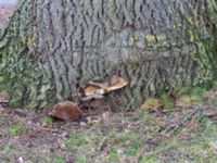 Ganoderma adspersum Tygelsjö kyrka, Malmö, Skåne, Sweden 20230205_0008