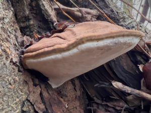 Ganoderma applanatum - Artist's Bracket - Platticka