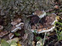 Ganoderma applanatum Banvallen, Ribersborg, Malmö, Skåne, Sweden 20201010_0052