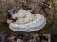 Ganoderma applanatum Bulltoftaparken, Malmö, Skåne, Sweden 20230211_0012