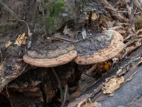 Ganoderma applanatum Bulltoftaparken, Malmö, Skåne, Sweden 20230211_0017