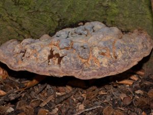 Ganoderma pfeifferi - Hartsticka