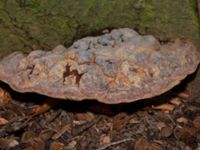 Ganoderma pfeifferi Plantförskolan, Slottsparken, Malmö, Skåne, Sweden 20230130_0090