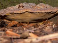 Ganoderma pfeifferi Plantförskolan, Slottsparken, Malmö, Skåne, Sweden 20230130_0093