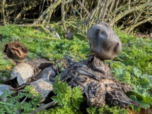 Geastrum coronatum - Mörk jordstjärna