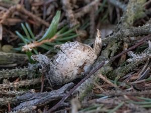 Geastrum fimbriatum - Fringed Earthstar - Fransig jordstjärna