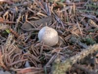 Geastrum fimbriatum Pärongatan 5, Malmö, Skåne, Sweden 20240127_0001