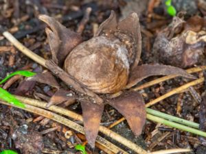 Geastrum floriforme - Blomjordstjärna