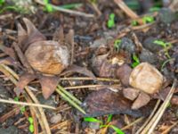 Geastrum floriforme Slottsparken, Malmö, Skåne, Sweden 20231119_0001