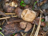 Geastrum floriforme Slottsparken, Malmö, Skåne, Sweden 20231119_0002